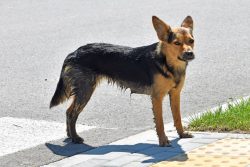 Zdjęcie przedstawia znalezionego psa stojącego na drodze