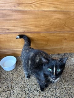 Ciemny kot z zielonymi oczami i białą końcówką ogona, stojący obok białej miseczki na tle drewnianej ściany.