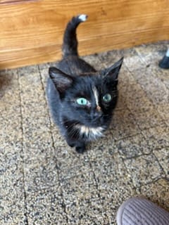 Ciemny kot z zielonymi oczami i białą końcówką ogona, stojący na tle drewnianej ściany.