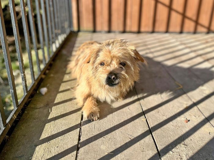 Miniaturka artykułu Pies do adopcji – szuka nowego domu po zmarłym właścicielu