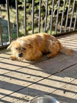 Mały, kudłaty pies o jasnobrązowej sierści leżący w kojcu w słońcu.
